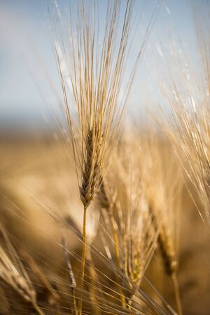 golden barley field and sunny day