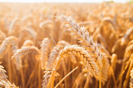 Wheat field. Ears of golden wheat close up. Beautiful Nature Sunset Landscape. Rural Scenery under...