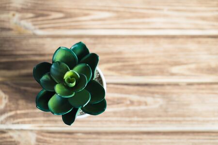 artificial small houseplant on a wooden backgroundの写真素材