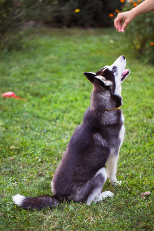 Siberian Husky. The Siberian Husky rests on the grass.の写真素材