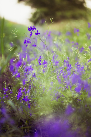 Purple Alpine Fireweed closeup in last summerの写真素材