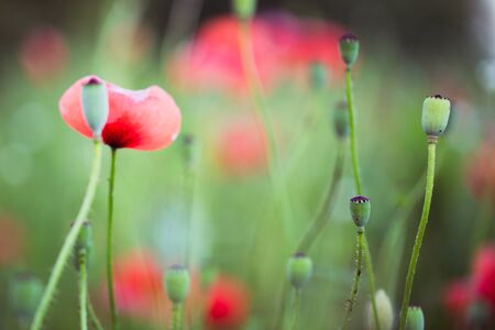 Red poppy flowersの写真素材