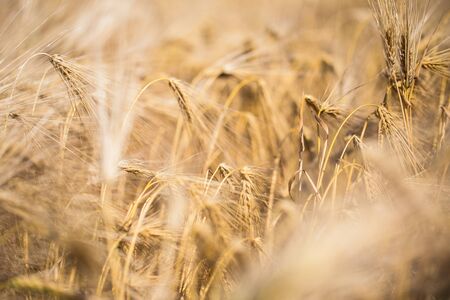 golden barley field and sunny day