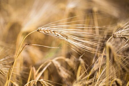 golden barley field and sunny dayの写真素材