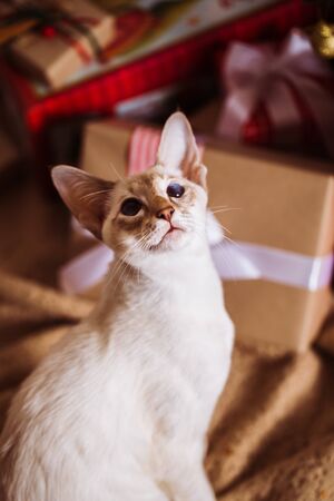 Oriental cat on the background of the Christmas tree with giftsの写真素材