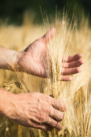 Man's hand holding barley. Agriculture. Sunset.