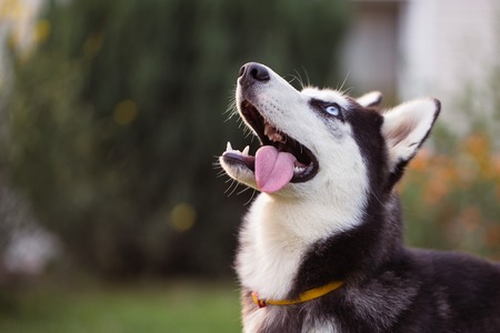 Siberian Husky. The Siberian Husky rests on the grass.の写真素材