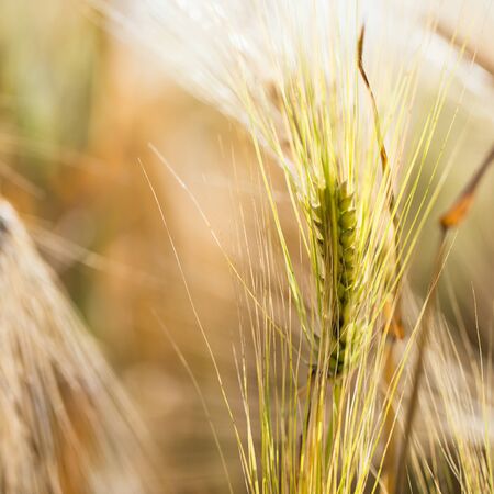 golden barley field and sunny day