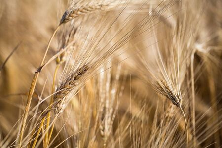 golden barley field and sunny dayの写真素材