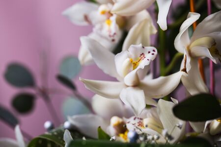 White orchid flower on blue backgroundの写真素材