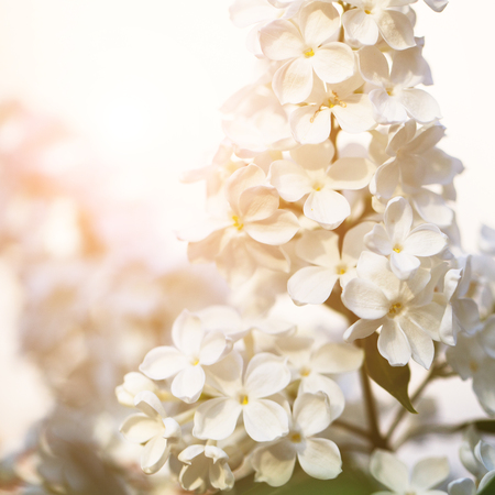 Closeup of beautiful and delicate spring white lilac flowersの写真素材