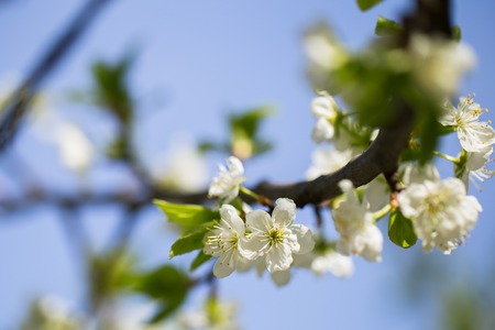 Cherry blossoms against a blue sky