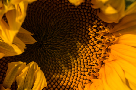 close up of sunflower on fieldの写真素材