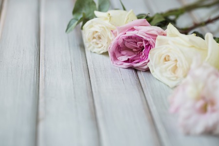 White and pink roses flowers on white painted wooden background. Selective focus. Place for text.の写真素材