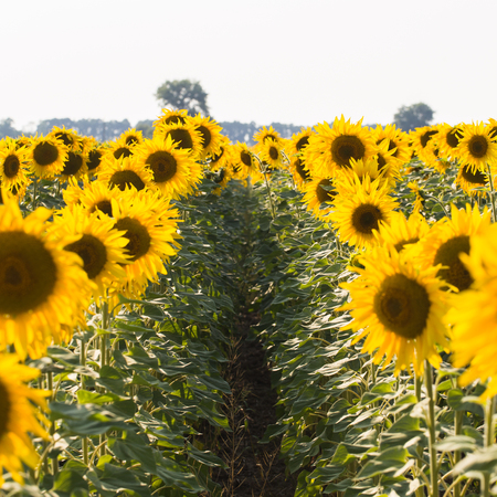Field of sunflowers. Composition of nature.の写真素材