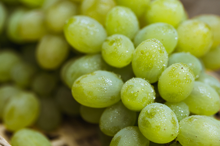 Close up view of ripe green grapes. Background of ripe grapesの写真素材