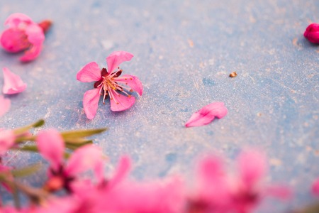 Spring flowering branches, pink flowers on a blue backgroundの写真素材
