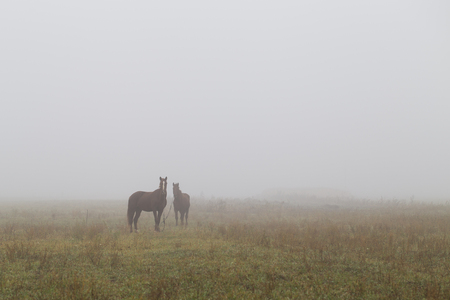 Horses in a paddock on a cold foggy morningの写真素材