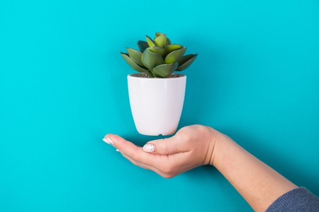 idea of a hand and an artificial plant. minimalismの写真素材