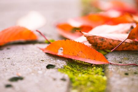 Wet concrete walkway in a garden full of falling leaves.の写真素材