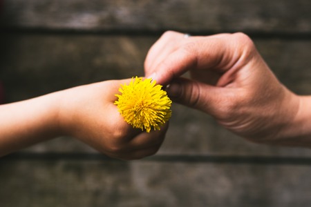 Parent and child hands handing flowersの写真素材