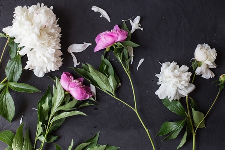 Peonies bouquet on black backgroundの写真素材