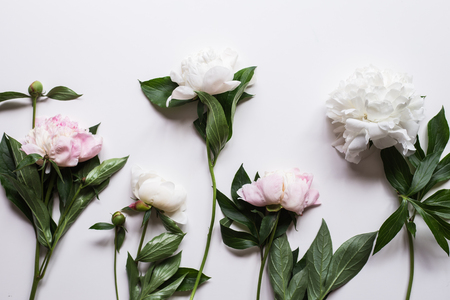 Closeup of beautiful pink and white Peonie flower on light backgroundの写真素材