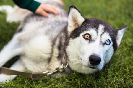 Unusual eye heterochromia. Different eyes have Huskyの写真素材