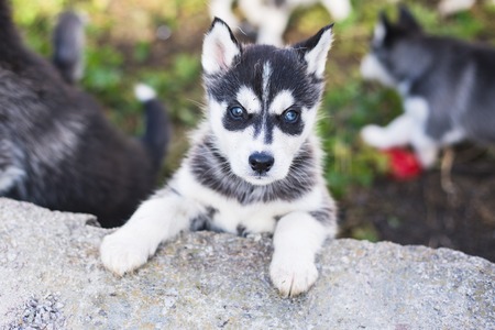 siberian husky puppiesの写真素材