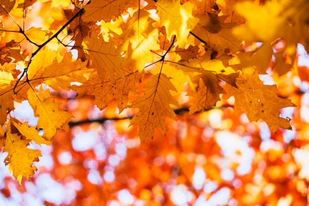 red autumn leaves of oak background
