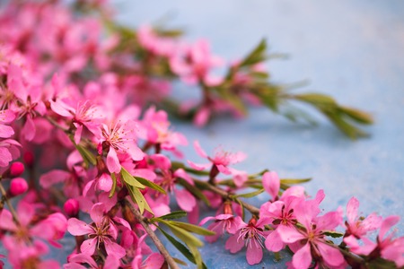 Spring flowering branches, pink flowers on a blue backgroundの写真素材