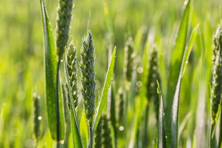 green wheat field