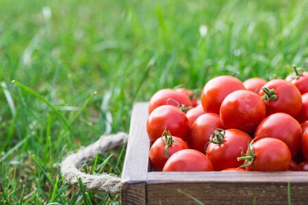 Ripe tomatoes on a wooden tray. On the grassの写真素材