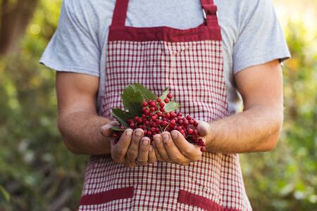 Farmer holds viburnum berriesの写真素材