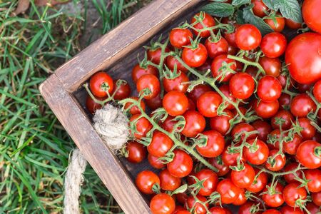 Ripe tomatoes on a wooden tray. On the grassの写真素材
