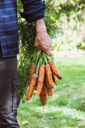 Farmer with newly picked carrotsの写真素材