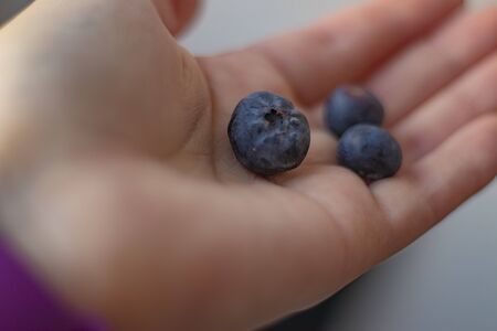 blueberry berries in the palm of your hand.の写真素材