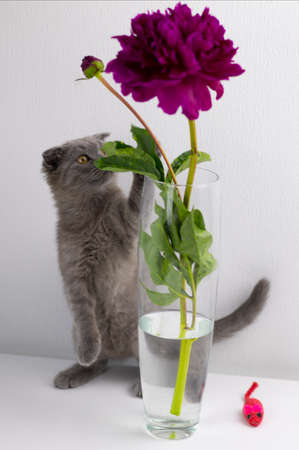 grey kitten inspects and sniffs the flower in the vase.の写真素材