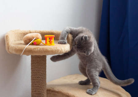 Tabby kitten playing with silver rattle on grayの写真素材