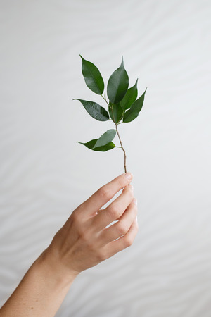 Woman's  hand holding branch of ficus. Close up.の写真素材