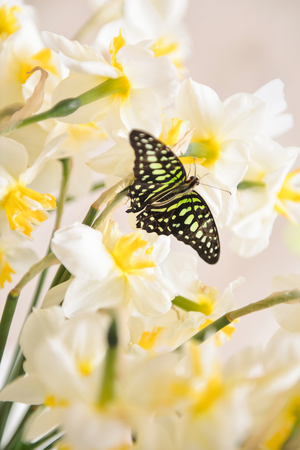 daffodils with butterflies, spring background of flowers.の写真素材