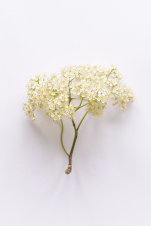 Rowan branch on a white backgroundの写真素材