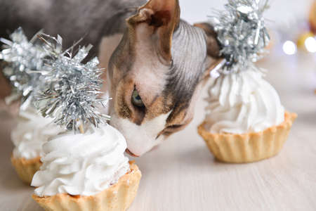 cat sphinx sitting near a Christmas decor and eating a cakeの写真素材