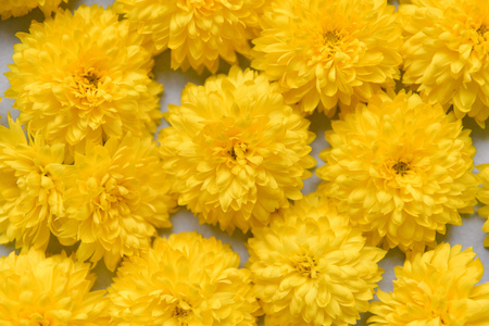 heads of chrysanthemums lie on background, top view, background