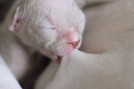 newborn small sphinx kitten eating milk from their cats mother