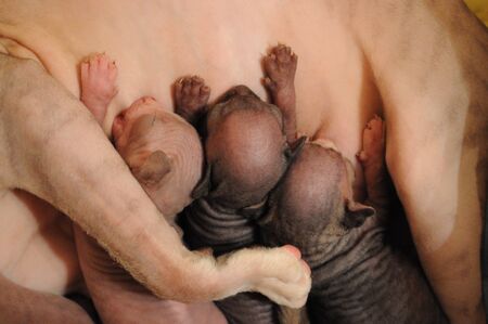 newborn small sphinx kitten eating milk from their cats motherの写真素材