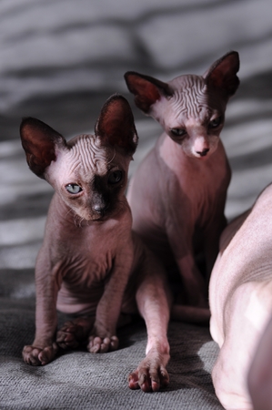 Bald cat, portrait sphinx cats, naked cat, kitten without woolの写真素材