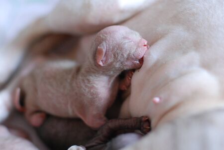 newborn small sphinx kitten eating milk from their cats motherの写真素材