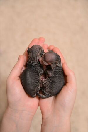 newborn small sphinx kitten in the hands of a man