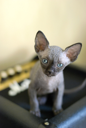 Bald cat, portrait sphinx cats, naked cat, kitten without wool